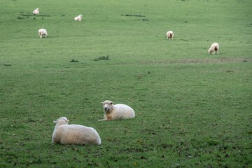 Naklejka premium herd of sheep in the field