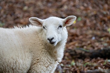 close up portrait of pretty white sheep with autumn leaves in the background