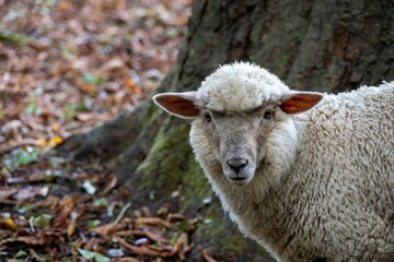 close up portrait of pretty white sheep with autumn leaves in the background