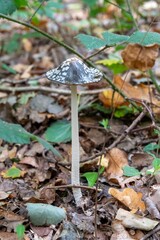 close up of Magpie Inkcap fungus 