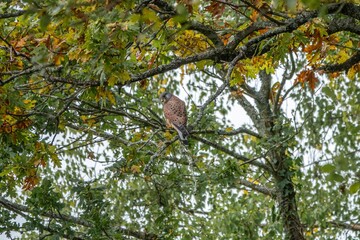 kestrel a bird of prey species belonging to the kestrel group of the falcon family perched in a tree with Autumn coloured leaves