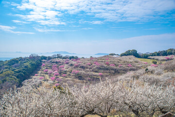 日本の兵庫県にある綾部市梅林公園の梅の花