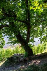 Der Marlinger Waalweg, S&uuml;dtirol