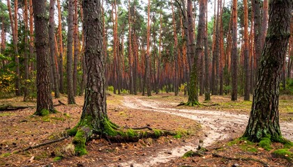 A dirt path winds through a forest of tall pine trees with moss-covered bases and a canopy of green needles. The scene has warm light