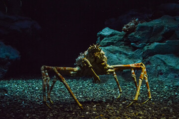 Japanese Giant Spider Crab in Aquarium Tank