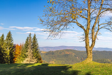 Fototapeta premium Scenic mountain view with trees and a clear sky Forest landscape on a sunny day A peaceful natural scene Woodland with grassland Moravia region of Czech Republic, Europe.