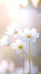 Obraz premium Delicate White Flowers in Soft Sunlight