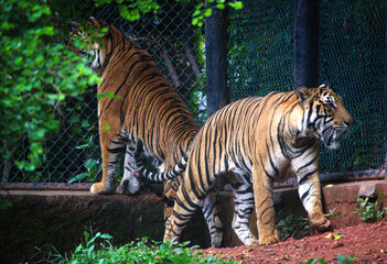 Portrait of a Majestic Royal Bengal Tiger ( Panthera tigris )