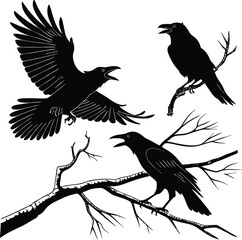 Obraz premium Three black crows on bare branches one flying raven
