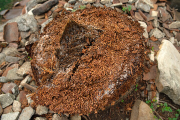 pieces of coconut tree