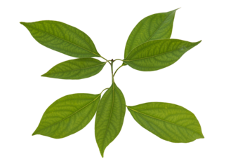 Camphor or Cinnamomum camphora branch green leaves isolated on white with clipping path.