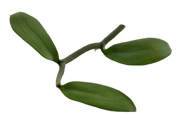 Vanilla pods branch green leaves isolated on white with clipping path.top view.