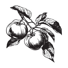 black and white silhouette of a pomegranate on white background 