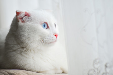 Portrait of a Scottish fold white cat with blue eyes in natural light in front of a window