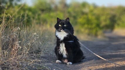 Obraz premium Black Cat in Harness Sitting on a Path