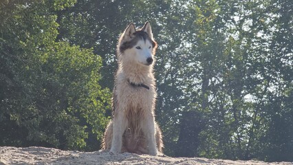 Wet Husky Dog Sitting on the Sand