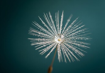 Fototapeta premium Dandelion seed head covered in tiny water droplets against a teal background