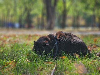Black Cat in the Grass Outdoors