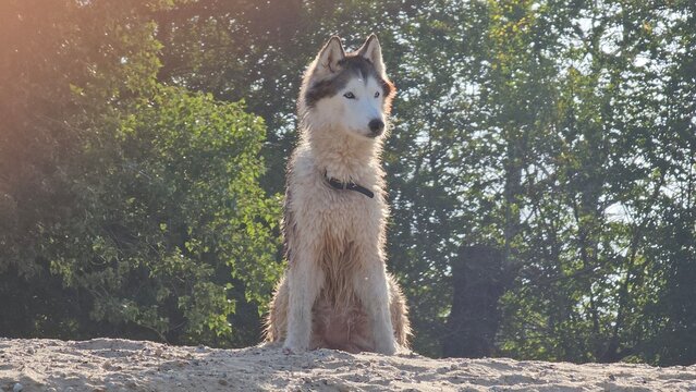 Wet Husky Dog Sitting on the Sand