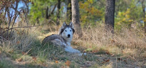 Husky Dog Lying on the Grass in the Shade