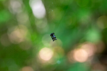 A castleback orbweaver spider (micrathena gracilis, spined micrathena) sitting in its beautifully constructed web.