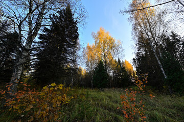 The forest is unusually beautiful during the golden autumn.