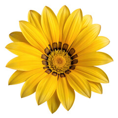 Obraz premium Bright yellow gazania flower isolated on transparent background
