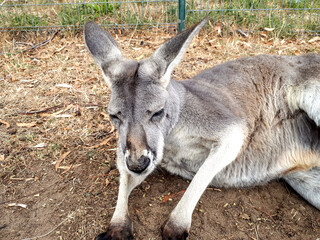 Relaxed kangaroo resting on dry grass in natural environment, close-up of Australian wildlife animal lying on the ground showing texture and details of fur in daylight