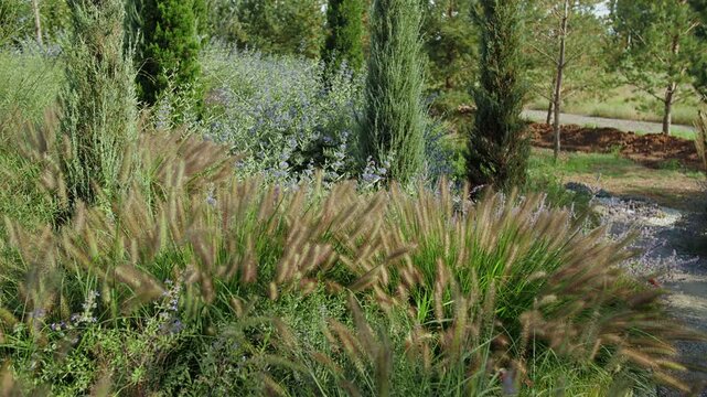 Ornamental grasses and conifer trees in landscape garden