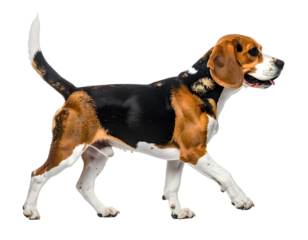 Cute Happy Beagle Dog Walking in Side Profile View, isolated on transparent background, PNG