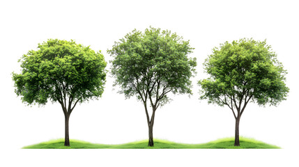 Three lush green spherical topiary trees in a row on grass isolated on transparent background