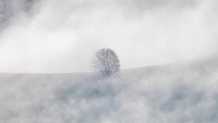 A solitary leafless tree stands on a hill shrouded in dense fog creating a serene and minimalist...