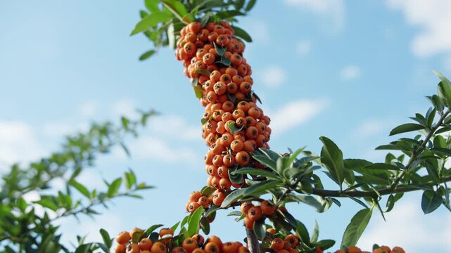 Branch of pyracantha bush with bright orange berries against blue sky