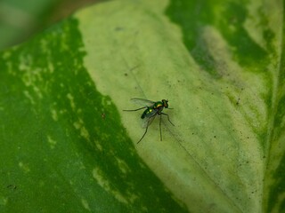 Metallic Green Long-Legged Fly on Variegated Leaf