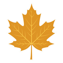 Obraz premium Golden maple leaf