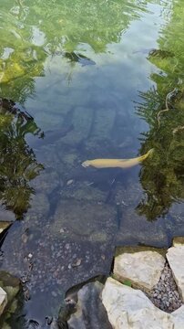 Vertical top-down shot of a solitary yellow fish swimming slowly in a calm, clear pond, showing its vibrant scales, tree reflections on the rippling surface, and a rocky bottom in a park.