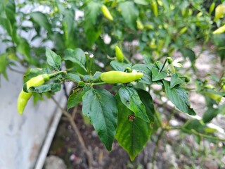 Close-up of a chili pepper plant with green peppers and leaves, showcasing its natural growth.