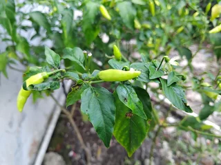 Gardinen Chilischoten Close-up of a chili pepper plant with green peppers and leaves, showcasing its natural growth.  © haris