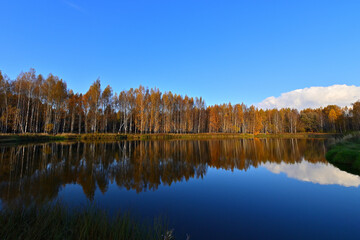 The forest around the forest lake is very beautiful in golden autumn.