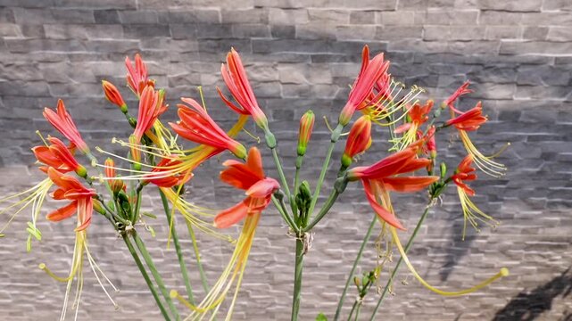 Peruvian lily, Scientific name: Eucrosia bicolor are blossoming on the garden.