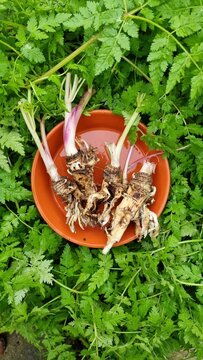 sweet chervil leaves and roots
