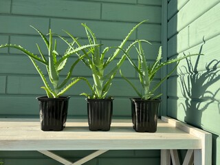 Aloe Vera leaves where growth in our house yard. It is natural ingredients of cosmetics, skin care and medicine