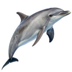 Dolphin Swimming Isolated on White Background

