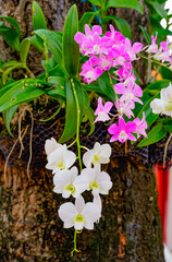 pink and white flowers