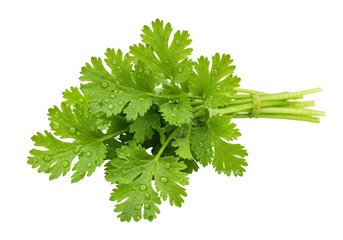 Isolated bunch of fresh cilantro, ingredient for healthy eating and cooking, herb