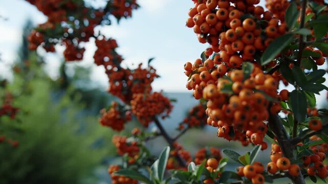 Close-up of orange berries on pyracantha bush