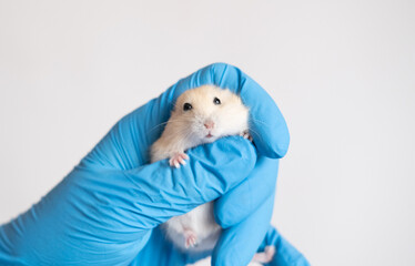 Hands in blue medical gloves hold a hamster. Veterinary medicine, research, diagnostics. At a reception at the vet