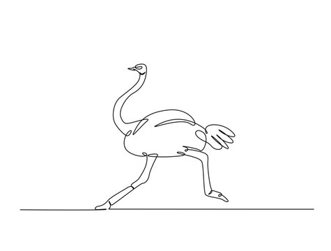 Continuous one line drawing of Ostrich bird. Ostrich bird line art vector illustration. Animal concept design.