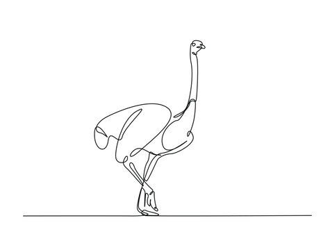Continuous one line drawing of Ostrich bird. Ostrich bird line art vector illustration. Animal concept design.