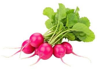 Isolated fresh bunch of radishes, healthy organic food, root vegetable, vibrant pink color